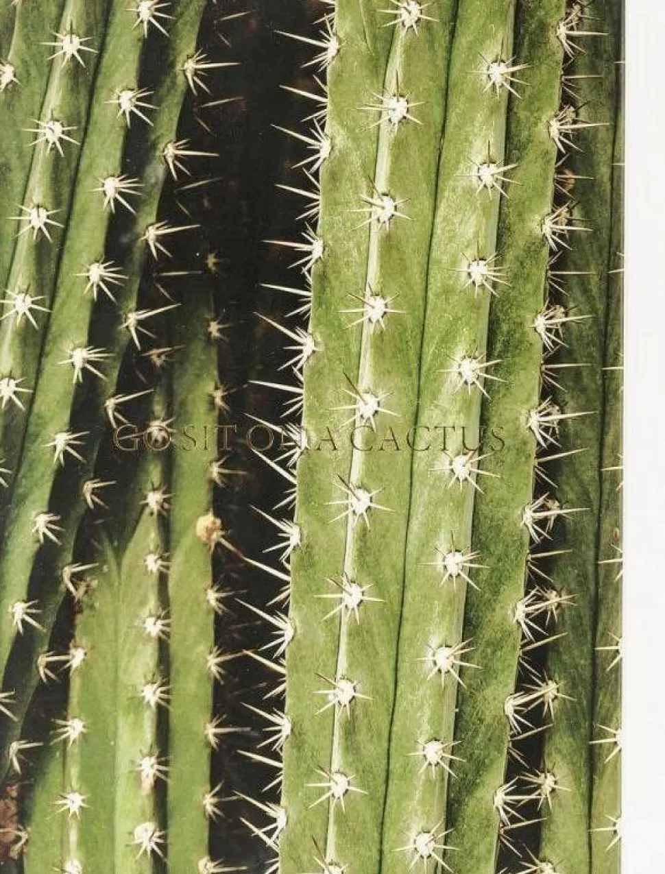 KARE Design Fotolijst Cactus 45x33cm Store