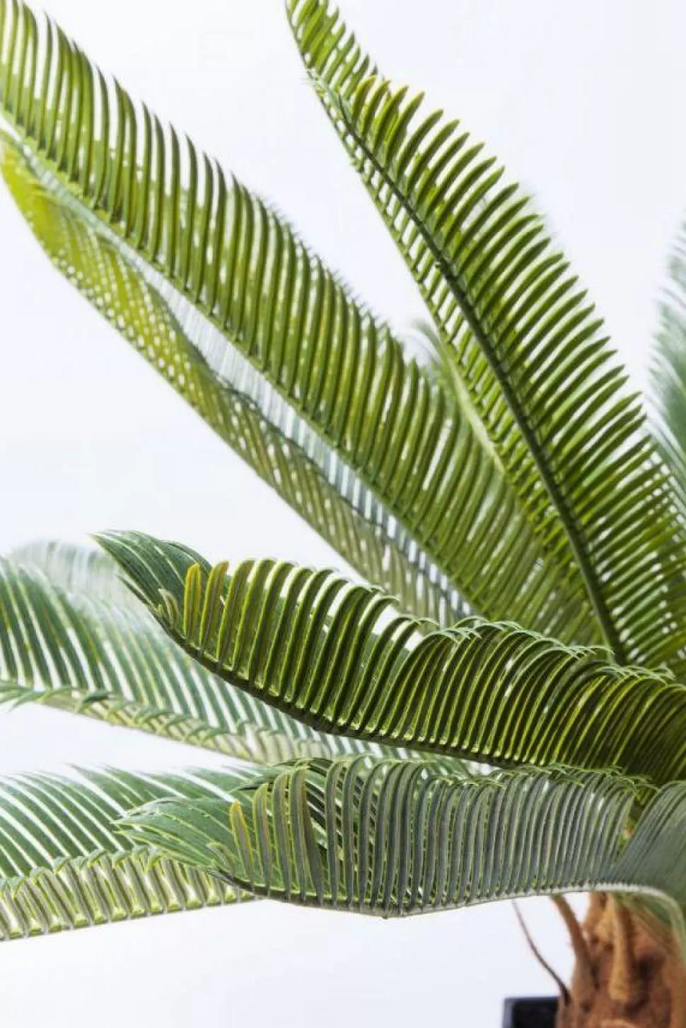 KARE Design Kunstplant Cycas Boom 78cm Online