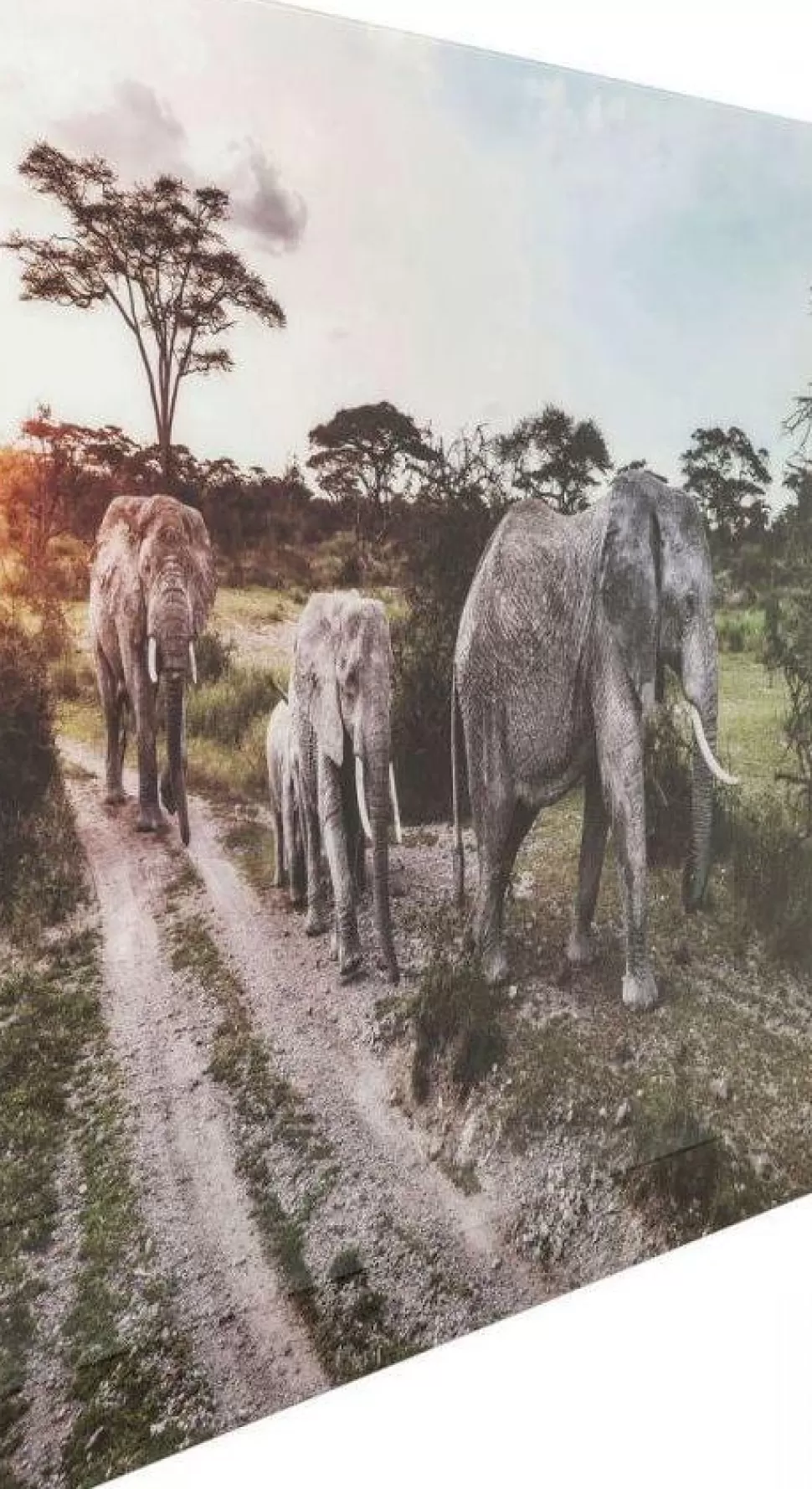 KARE Design Wandfoto Glass Elephant Family Shop