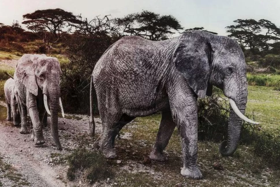 KARE Design Wandfoto Glass Elephant Family Shop