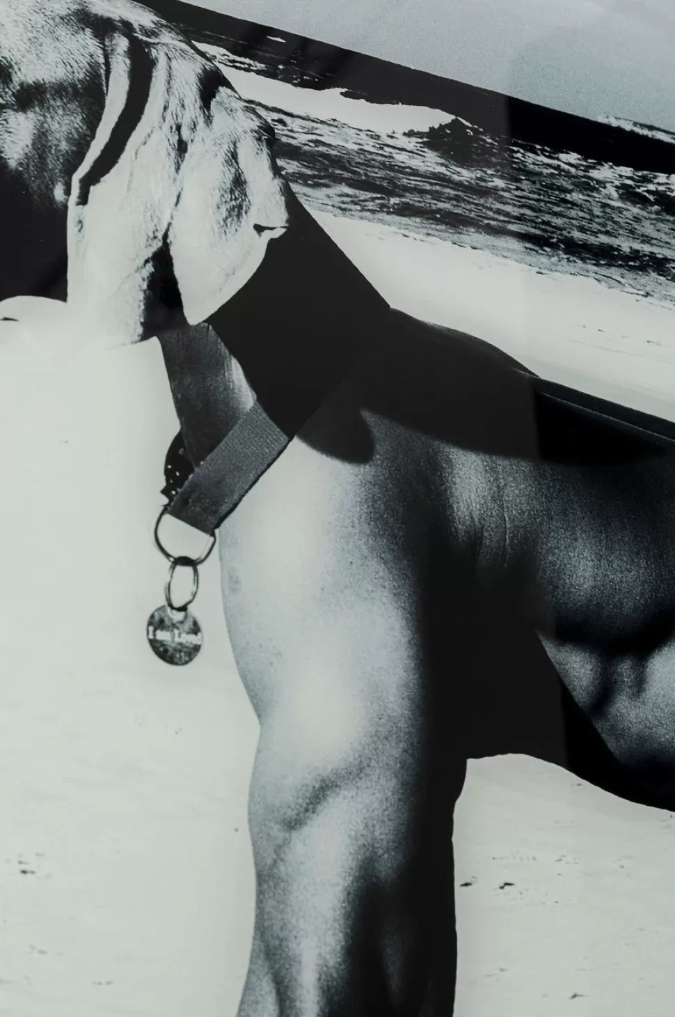 KARE Design Wandfoto Glass Sexy Dog Beach Back 120cm Cheap